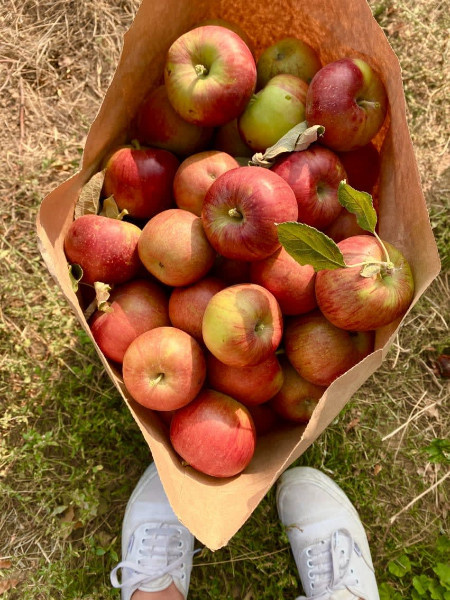 A paper bag of apples