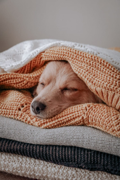 Sleeping dog with a blanket