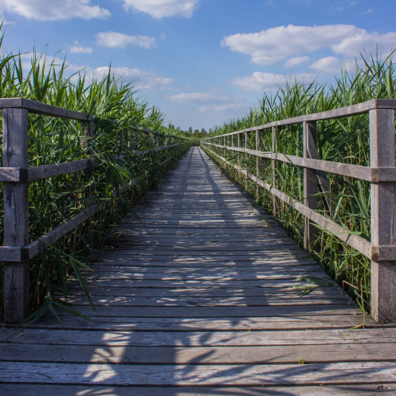 A long wooden bridge
